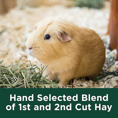 Kaytee All Natural Timothy Hay Plus Mint for Guinea Pigs, Rabbits & Other Small Animals, 24 Ounce (Pack of 2)