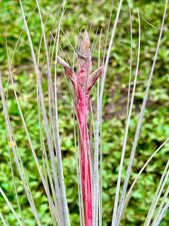 Air Plants - Tillandsia Juncea, Jumbo 8-12" - 5ct - Live Arrival Guaranteed - House Plants for Home Decor & Gift