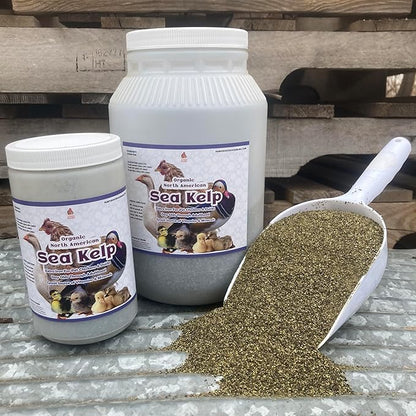 Organic Kelp for Chickens & Duck Feed (1 Pound): Chicken Vitamins | Chicken Supplements | Vitamins for Chickens | Pampered Chicken Mama