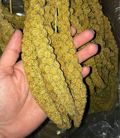 Birds LOVE Economy & Thin Special Spray Millet GMO-Free (No Stems Only Edible Tops) for Birds Cockatiel Lovebird Parakeet Finch Canary All Parrots Healthy Treat - 25lbs