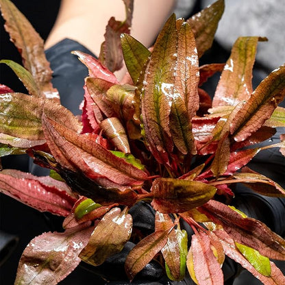 Cryptocoryne Walkeri in Vitro Tissue Culture Cup