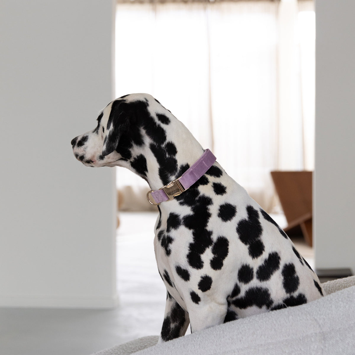 'Lilac' - Velvet Dog Collar