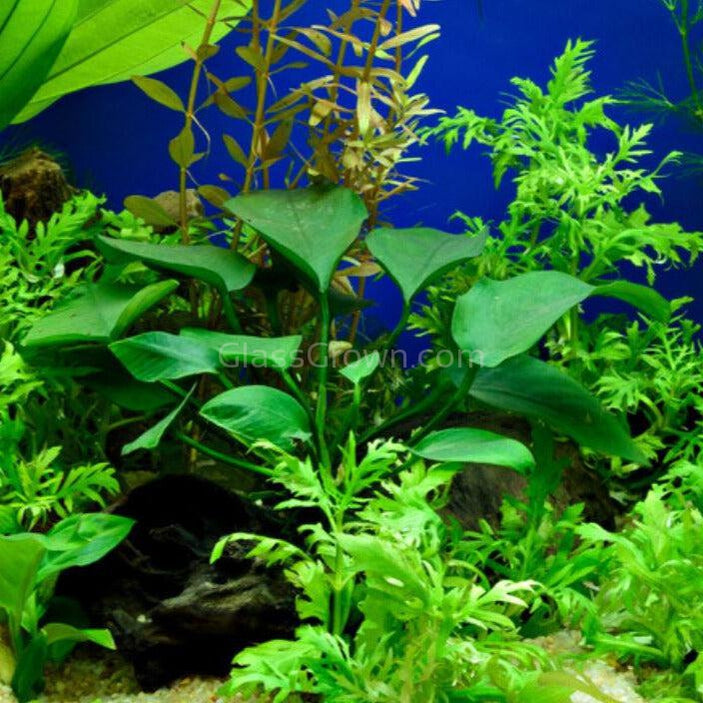 Mystery Anubias
