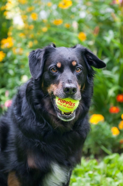 Happy Tennis Ball | Neon Green Dog Toy | Perfect Gift Add-On for Dog Lovers