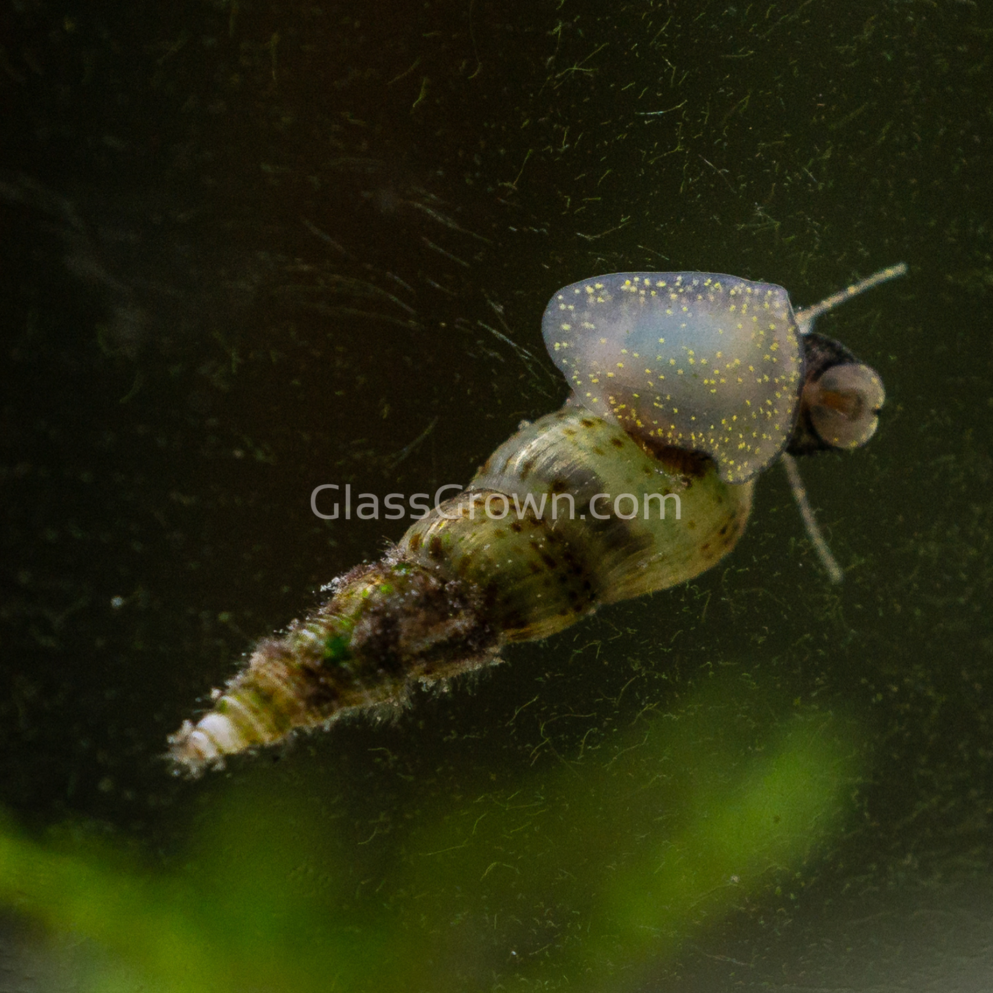 Malaysian Trumpet 10+ Snails
