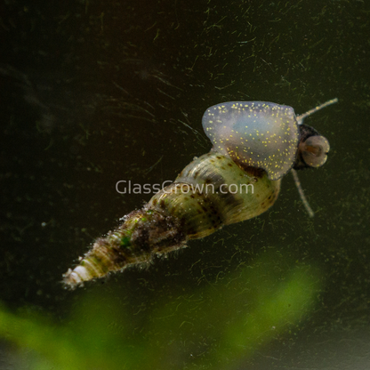 Malaysian Trumpet 10+ Snails