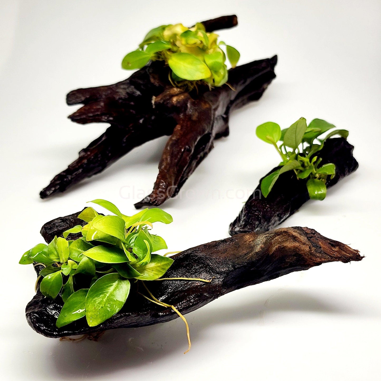 Driftwood Anubias