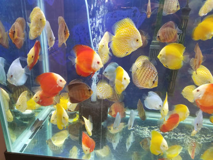 Red Pigeon Blood Discus