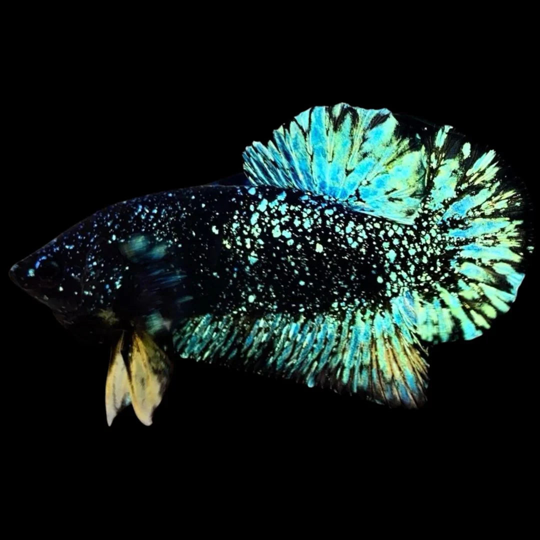 Avatar Betta Fish (Male)
