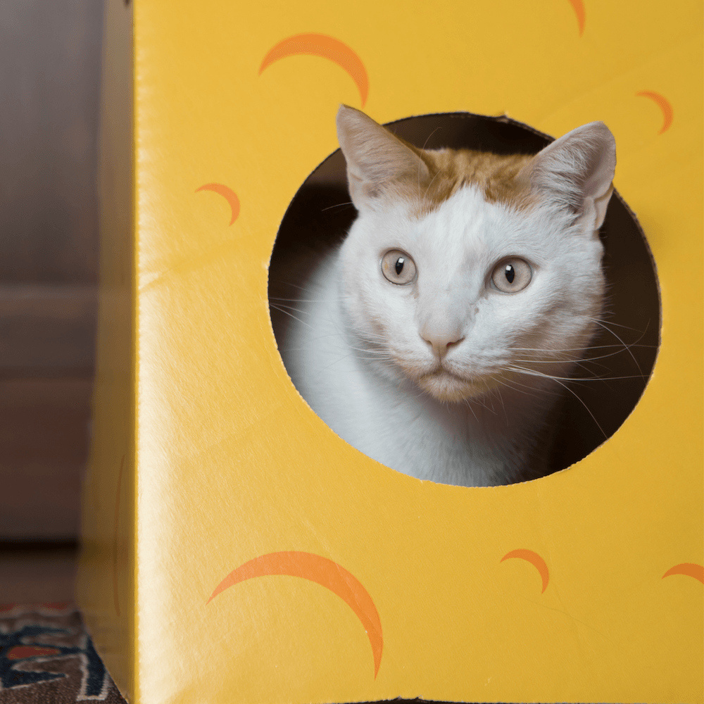 Monster Cheese Wedge Cardboard Cat House