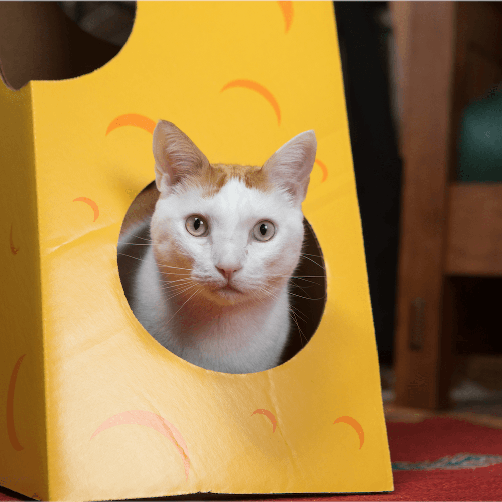 Monster Cheese Wedge Cardboard Cat House
