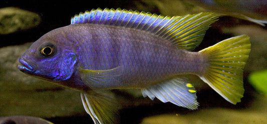 Acei Cichlid (Pseudotropheus sp. "acei")