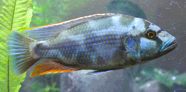 Livingstoni Cichlid (Nimbochromis livingstonii)