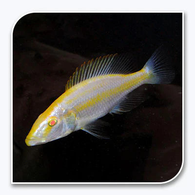 Compressiceps Albino Cichlid