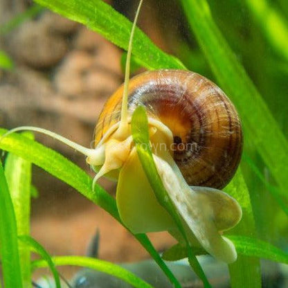 Albino Mystery Snail