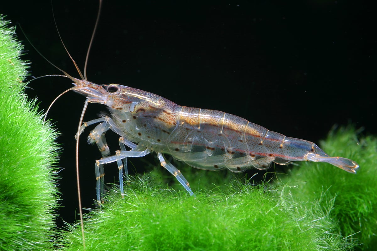 Amano shrimp