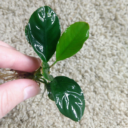 Anubias Coffeefolia