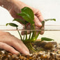 Anubias Frazeri