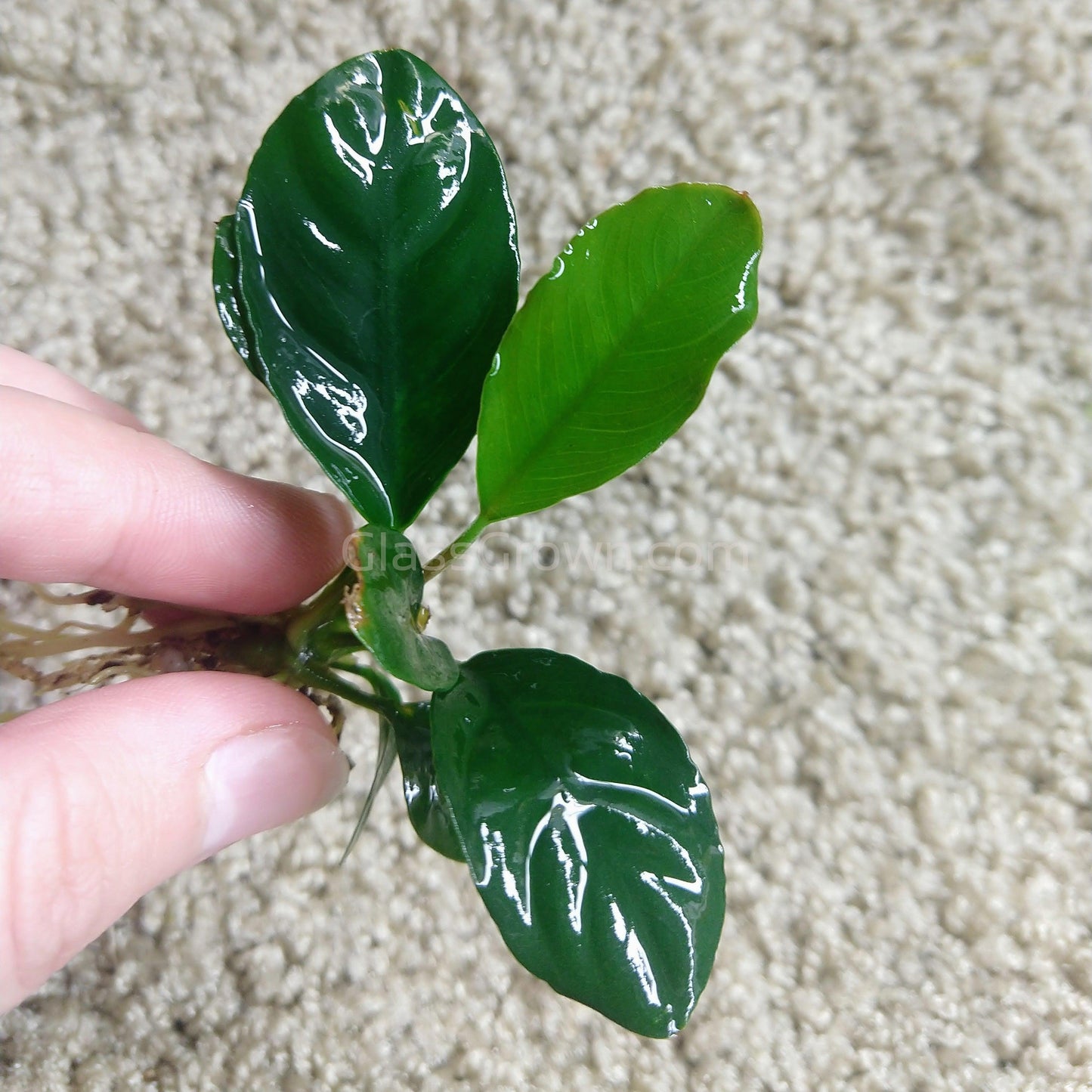 Bestselling Anubias Starter Pack (3 Plants)