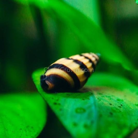 Assassin Snail 3 Pack