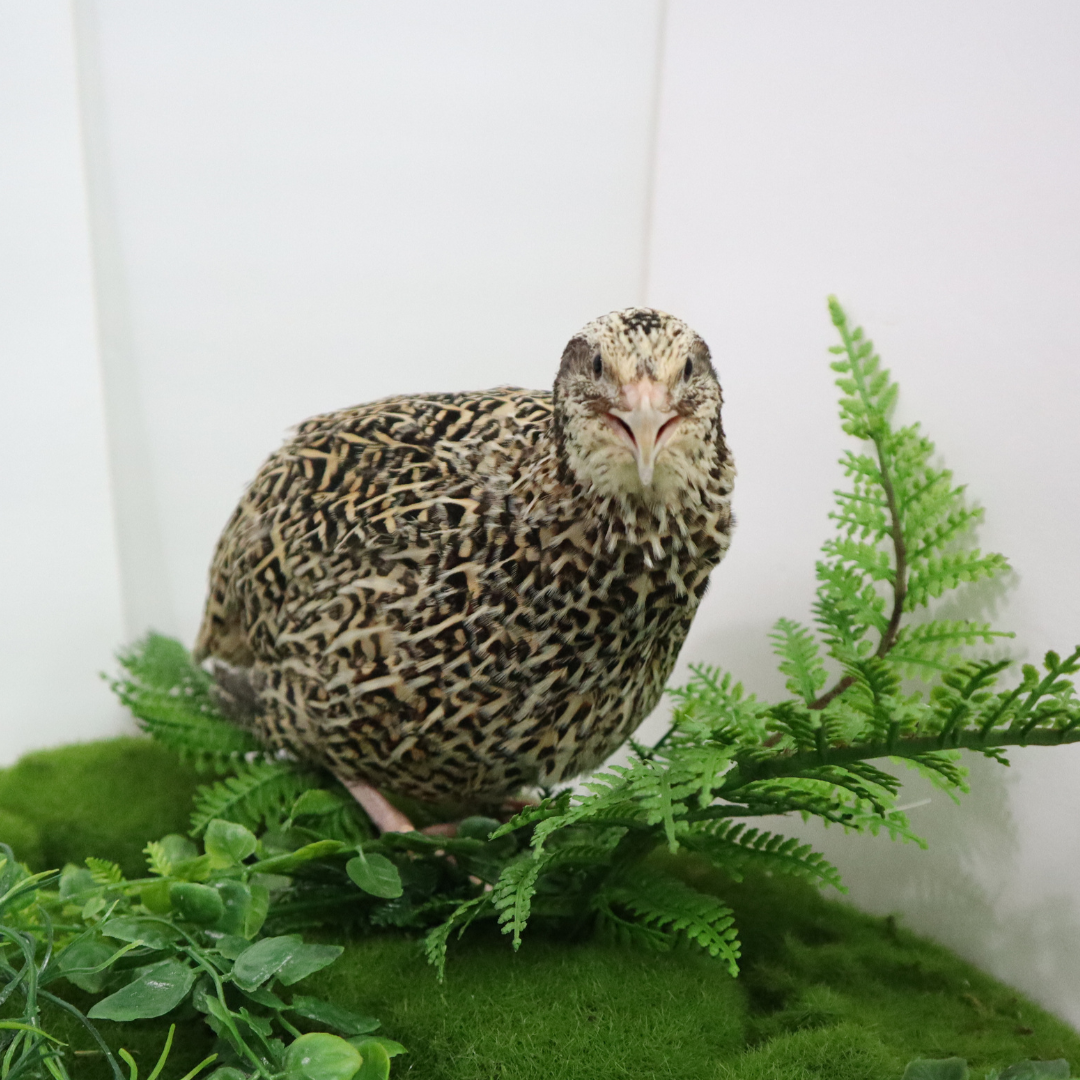 Autumn Sparkly Quail Hatching Eggs