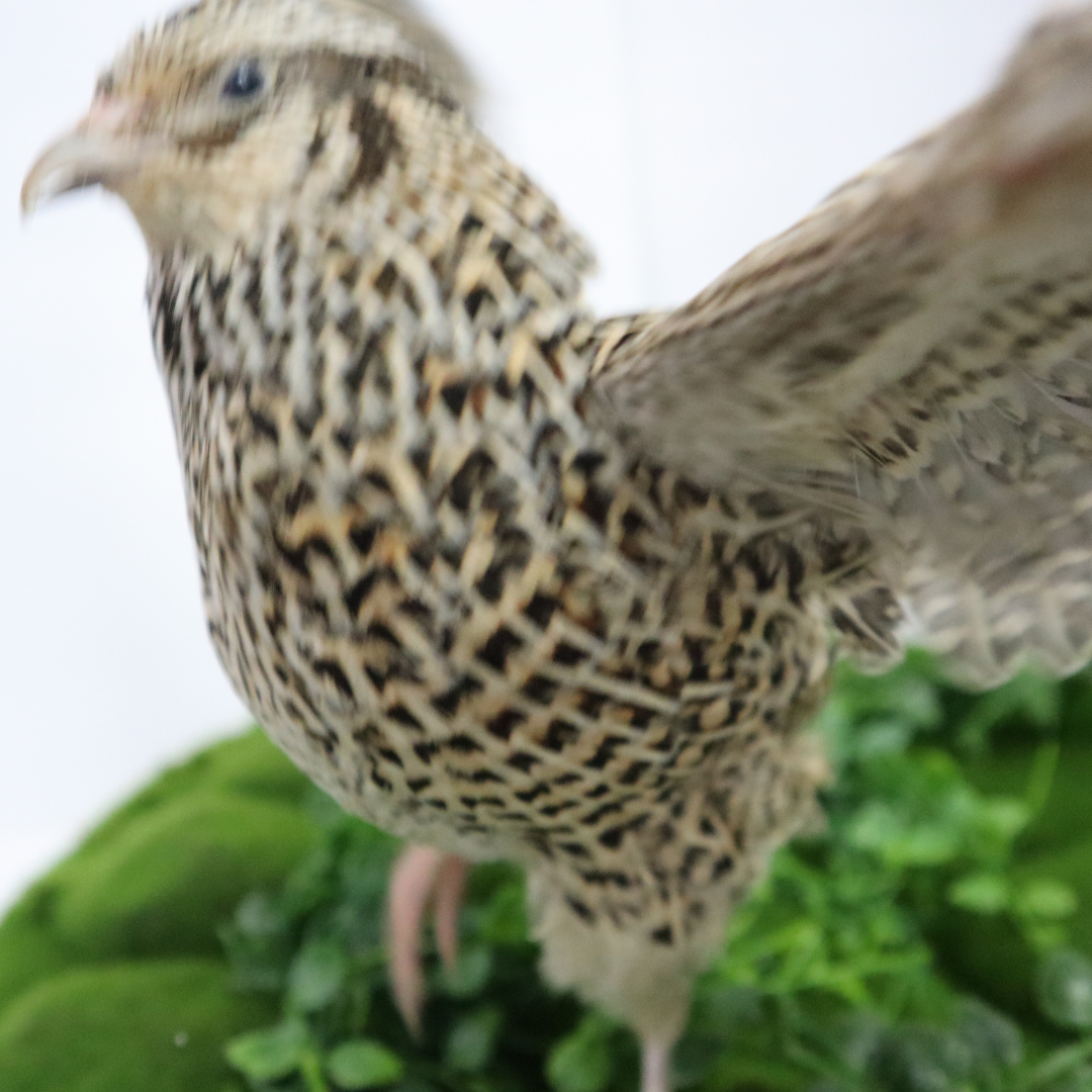 Autumn Sparkly Quail Hatching Eggs