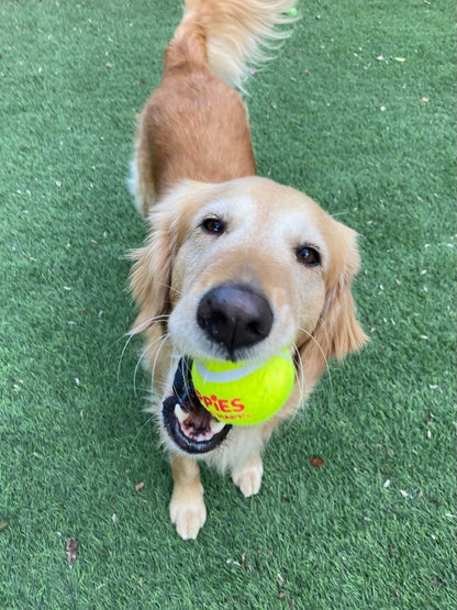 Happy Tennis Ball | Neon Green Dog Toy | Perfect Gift Add-On for Dog Lovers