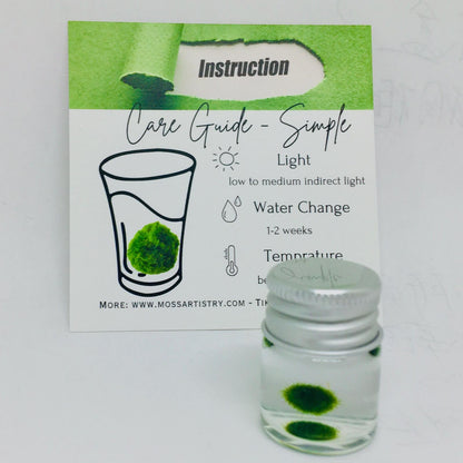 Super Mini Baby Marimo Moss Ball Kit Mini Moss Ball