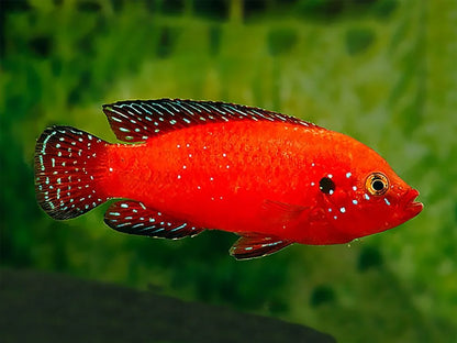 Turkana Jewel Cichlid (Rubricatochromis exsul)