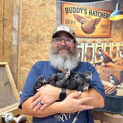 Black Copper Marans Chicken Hatching Eggs 6 Count