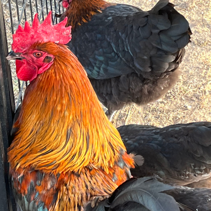 Black Copper Marans Chicken Hatching Eggs 6 Count