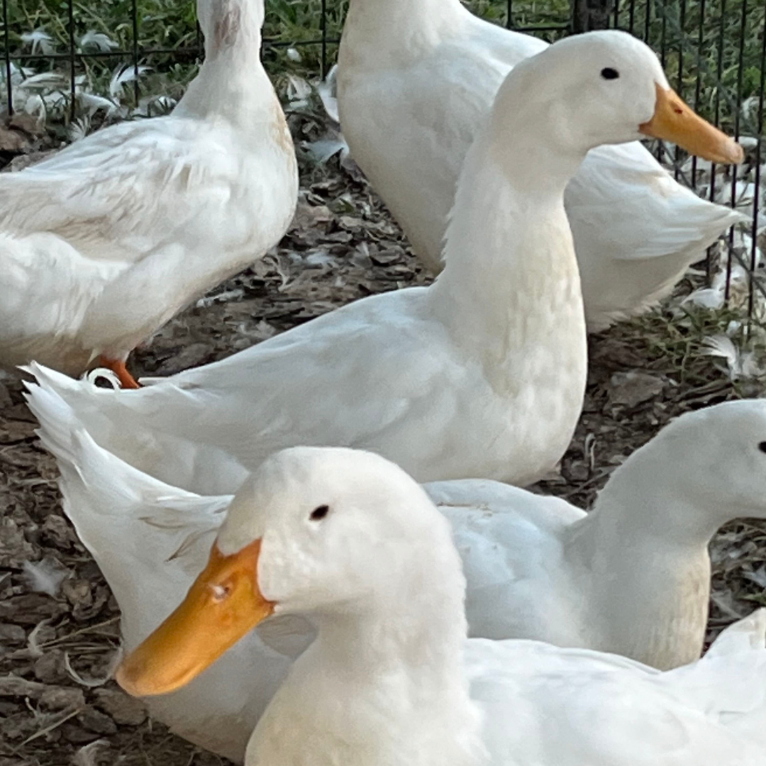Peking Duck Hatching Eggs 6 Count