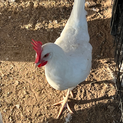 White Leghorn Chicken Hatching Eggs - 6 Count