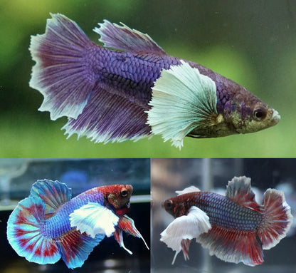 Elephant Ear Betta
