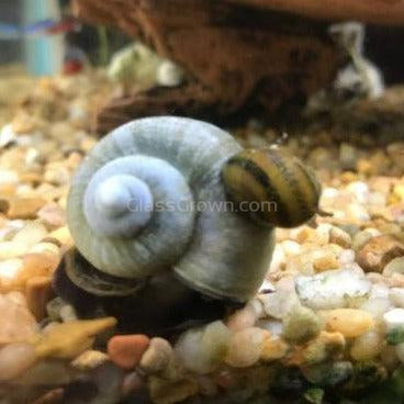 Blue Mystery Snail