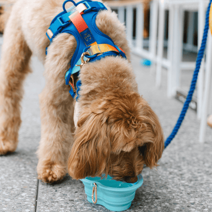 Aqua Heart Collapsible Bowl