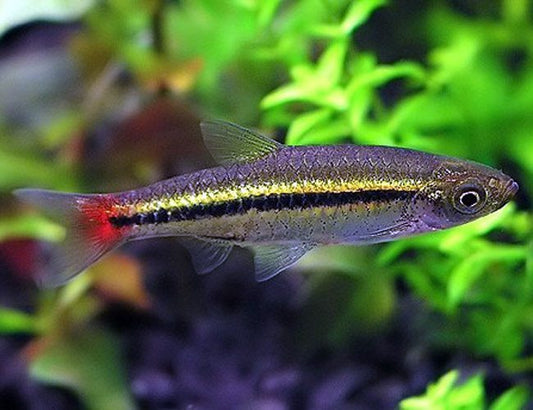 Brilliant Rasbora PACK OF 6