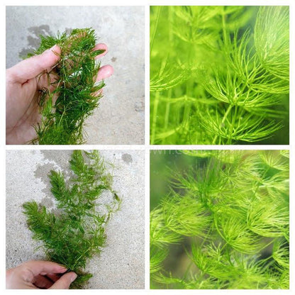 Bunch Hornwort