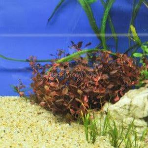 Ludwigia Natans Super Red Mini
