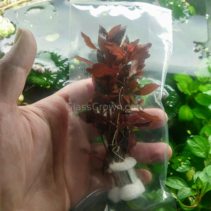 Ludwigia Natans Super Red Mini