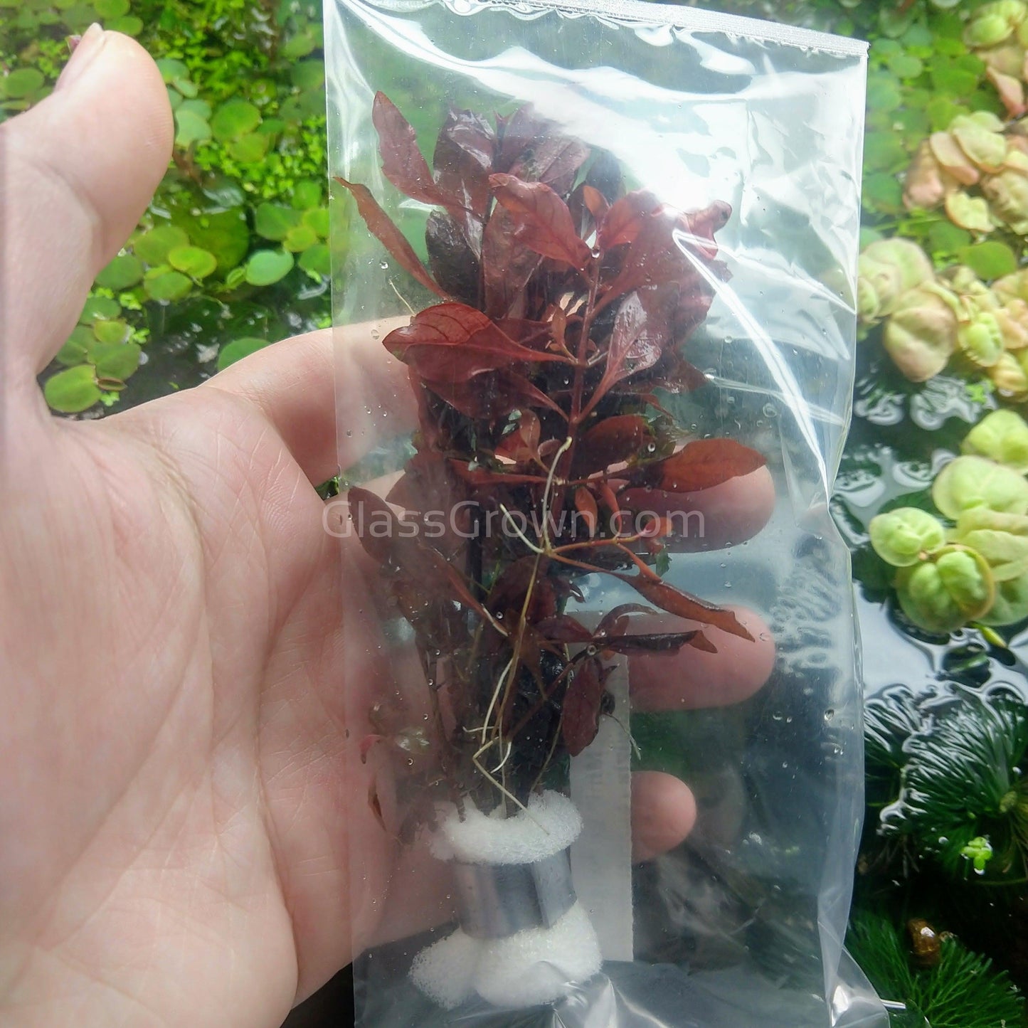 Ludwigia Natans Super Red Mini