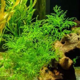 Water Wisteria (Hygrophila Difformis)