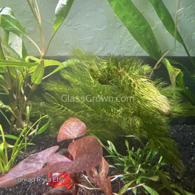 Bunch Hornwort