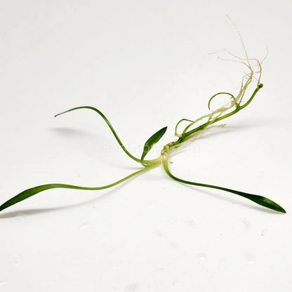 Cryptocoryne Parva