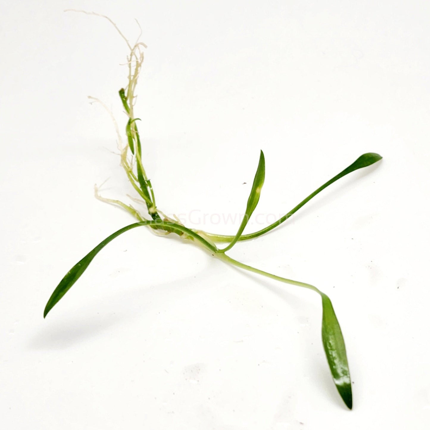 Cryptocoryne Parva
