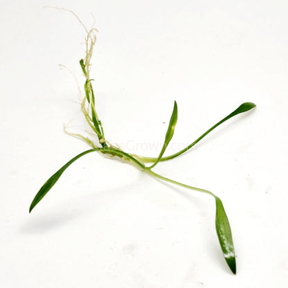 Cryptocoryne Parva