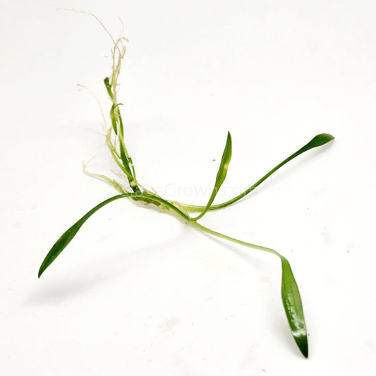 Cryptocoryne Parva