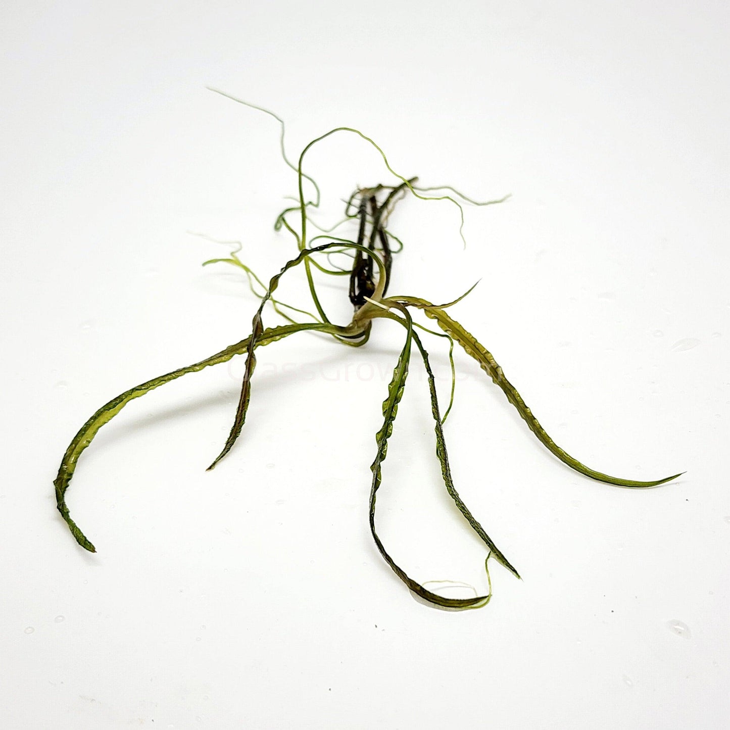 Cryptocoryne Retrospiralis