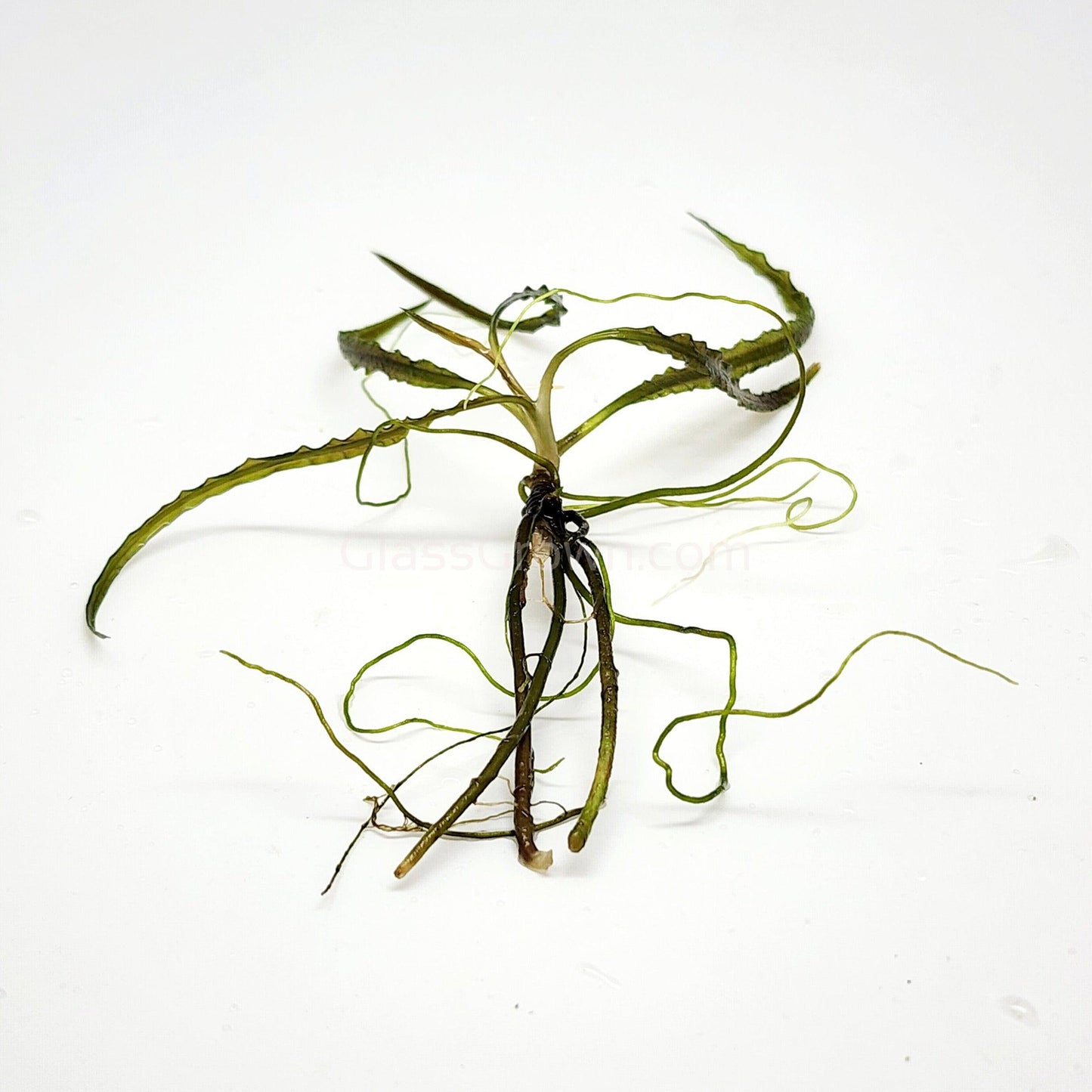 Cryptocoryne Retrospiralis