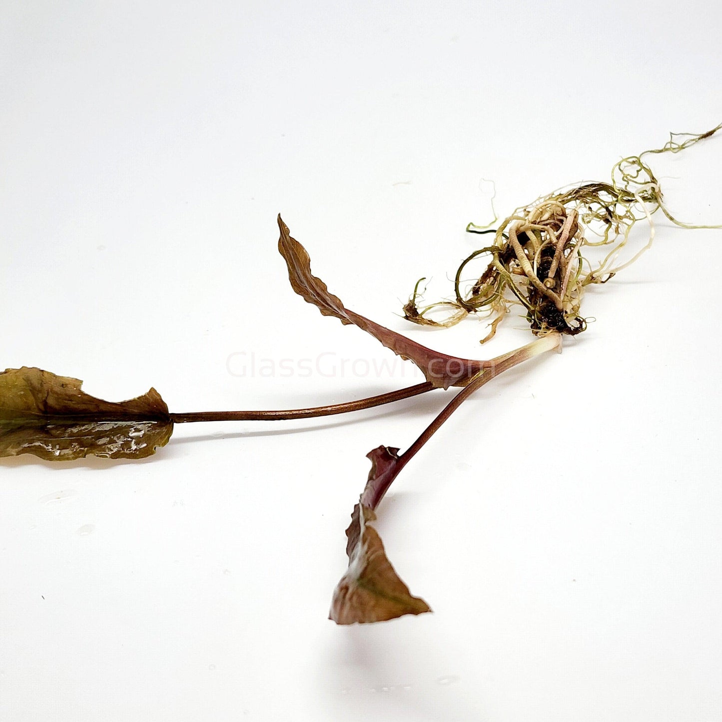 Cryptocoryne ' Mi Oya'